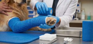 Uso de gesso sintético na medicina veterinária: benefícios, aplicações e vantagens